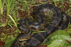 Dark Spotted Anaconda photo 4