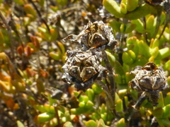 Lampranthus debilis
