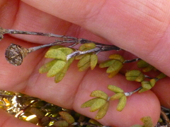 Lampranthus debilis