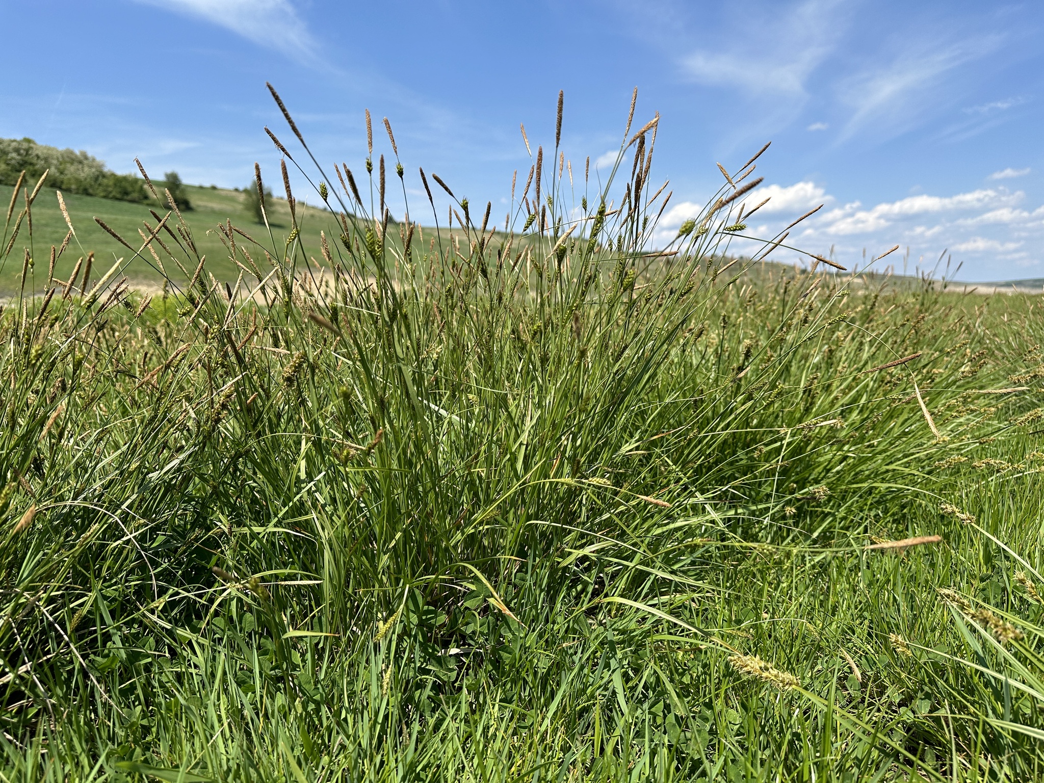 Carex distans