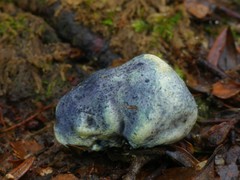 Rossbeevera pachydermis