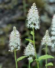 Tiarella austrina