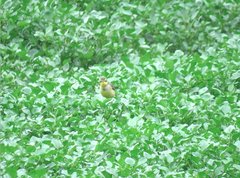 Motacilla tschutschensis