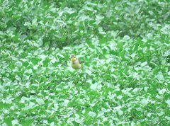 Motacilla tschutschensis