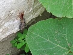 Lycosa erythrognatha