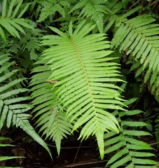 Sphaerostephanos taiwanensis