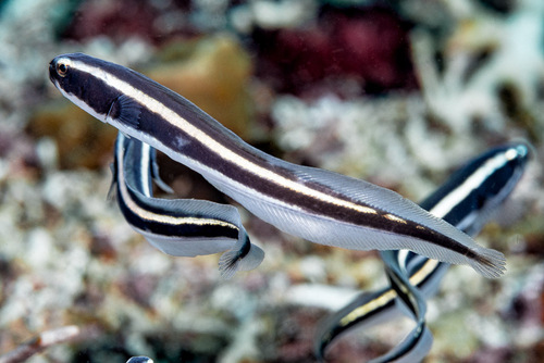 Convict blenny (Pholidichthys leucotaenia) — Pholidichthyidae