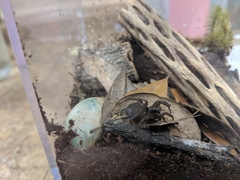 Varacosa