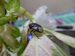 Cydnus aterrimus