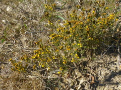 Marasmodes trifida