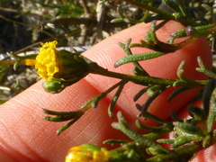 Marasmodes trifida