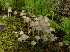 Mycena subviscosa