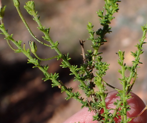 Image of Jamesbrittenia aspalathoides by (c) Nicola van Berkel, some rights reserved (CC BY-SA)