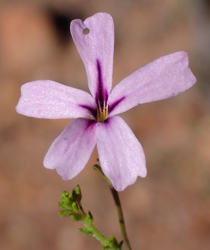 Glistening Jaybee (Jamesbrittenia aspalathoides)