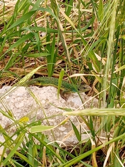 Lacerta diplochondrodes cariensis