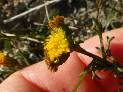 Marasmodes trifida