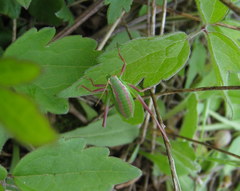 Isophya pyrenaea