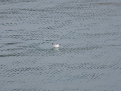 Chroicocephalus ridibundus