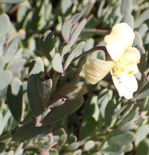 Roepera debilis (Roepera debilis)