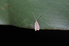 Lecithocerinae