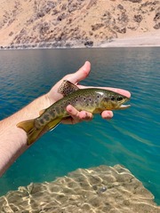 Lake Ifni Trout photo 1