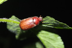 Cosmiomorpha similis