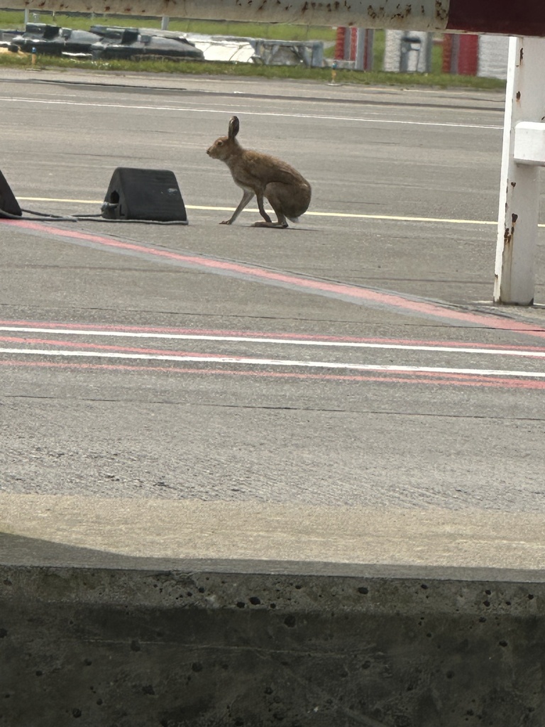 Irish Hare