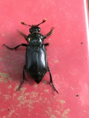 Nicrophorus humator