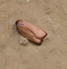 Sparganothis demissana