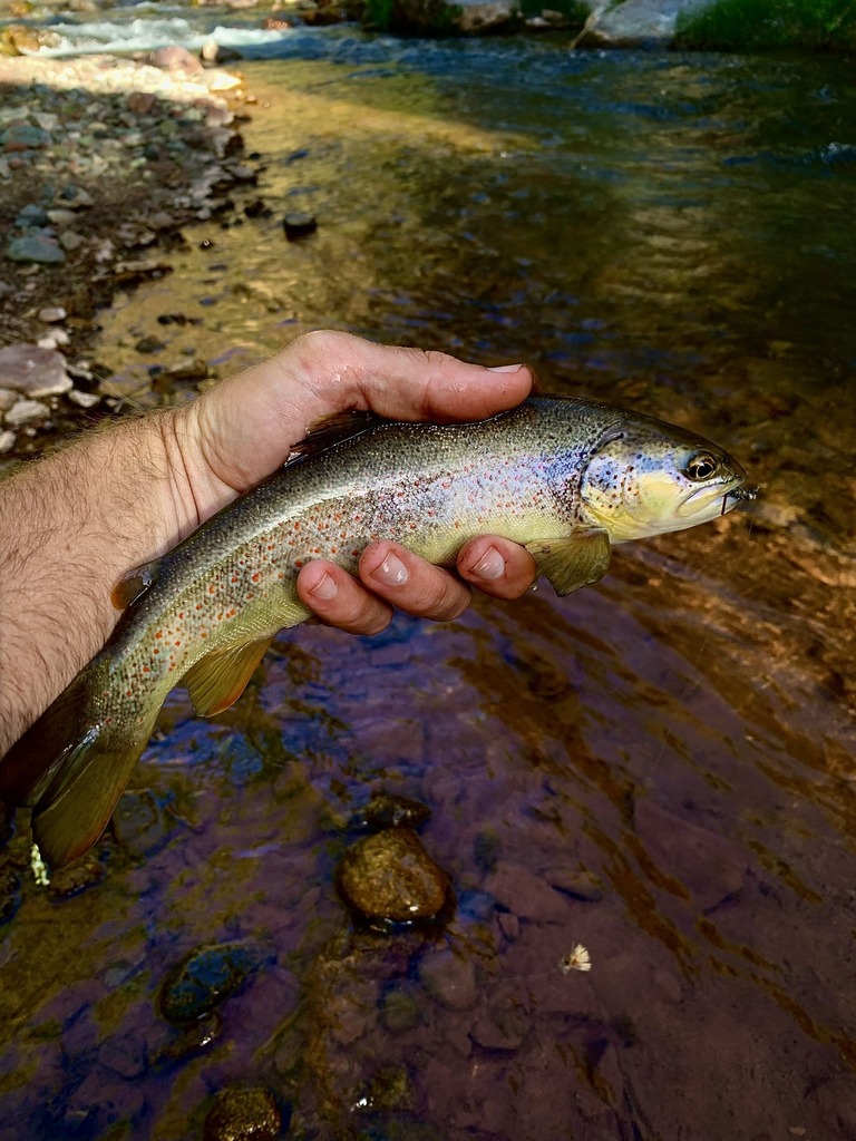 Atlas Trout