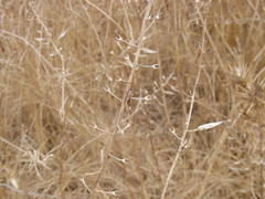 Rhynocoris erythropus