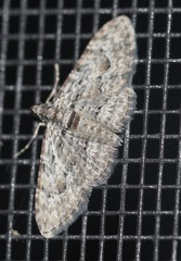 Sigilliclystis insigillata