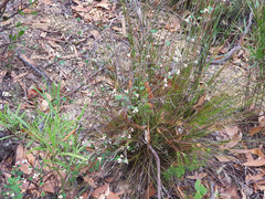 Spyridium thymifolium