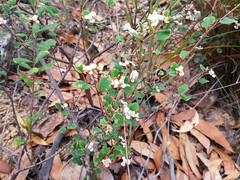 Spyridium thymifolium