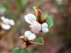 Spyridium thymifolium