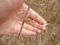 Rhynocoris erythropus