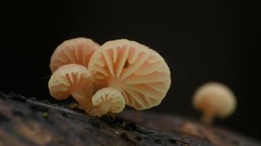 Mycena roseoflava
