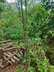 Phyllostachys edulis