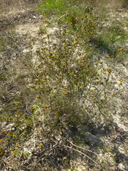 Marasmodes trifida
