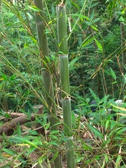 Phyllostachys edulis
