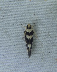 Macrobathra arrectella