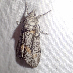 Smyriodes trigramma