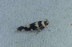 Macrobathra arrectella