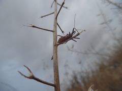 Rhynocoris erythropus