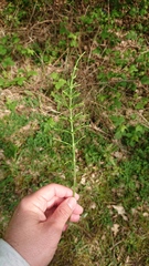 Equisetum arvense