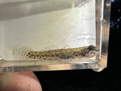 Stripeface Goby photo 3