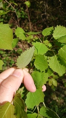 Populus tremula