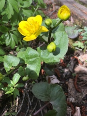 Caltha palustris