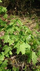 Acer platanoides