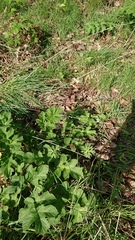 Heracleum sphondylium